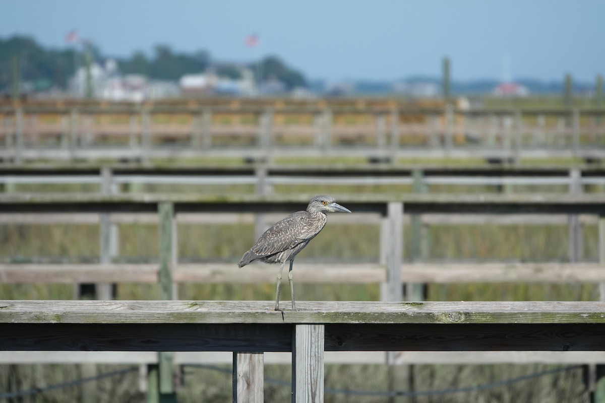 Yellow-crowned Night Heron - ML643462446