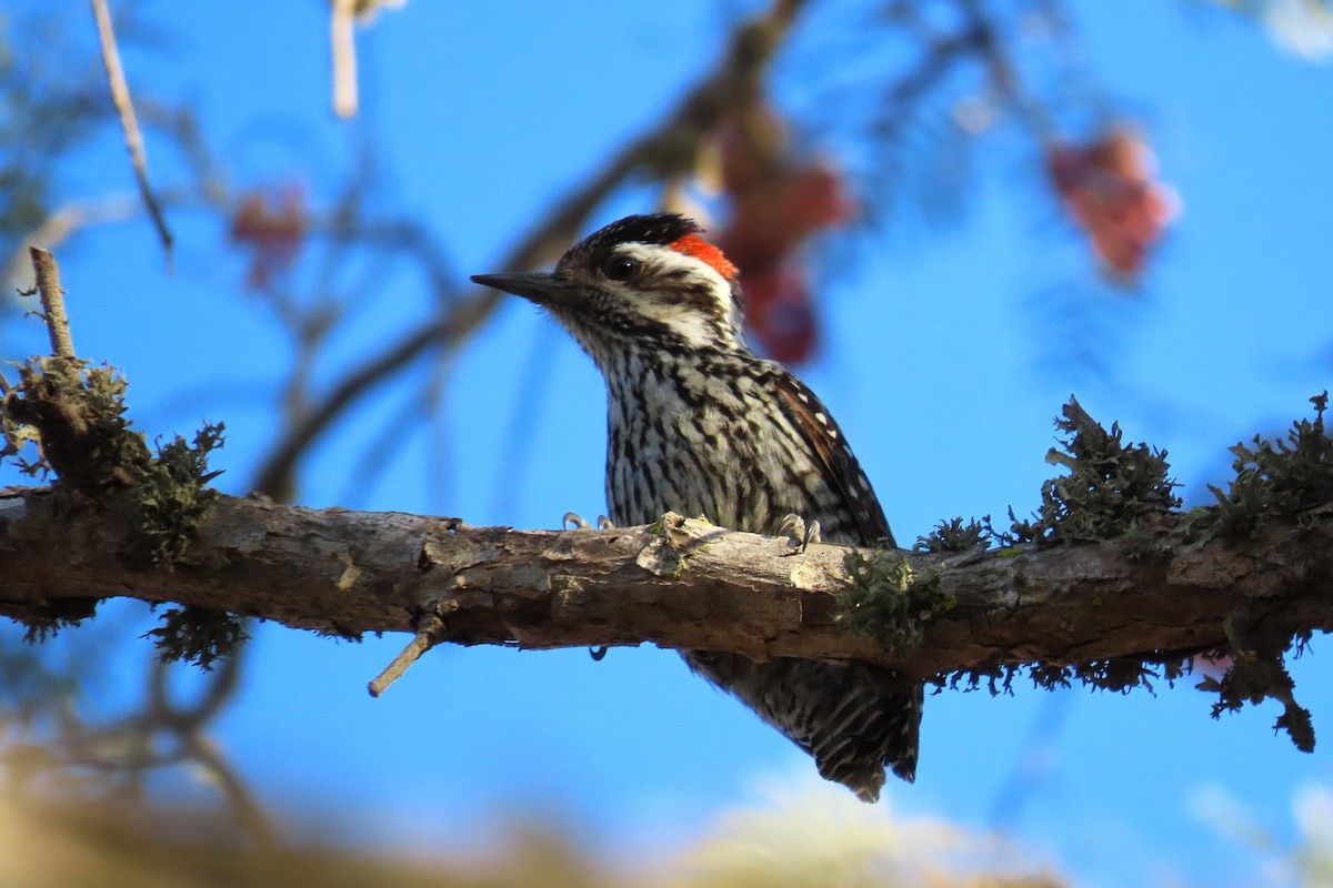 Striped Woodpecker - ML643462449
