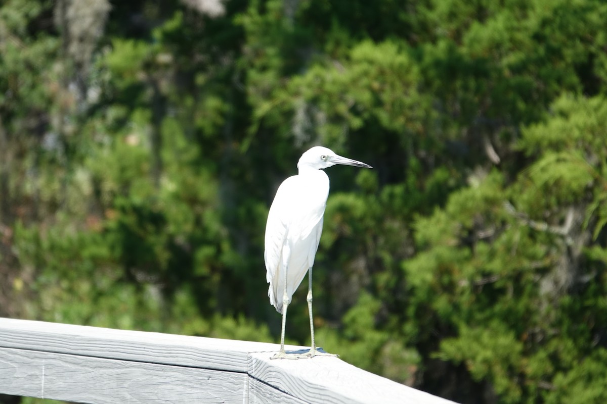 Little Blue Heron - ML643462450