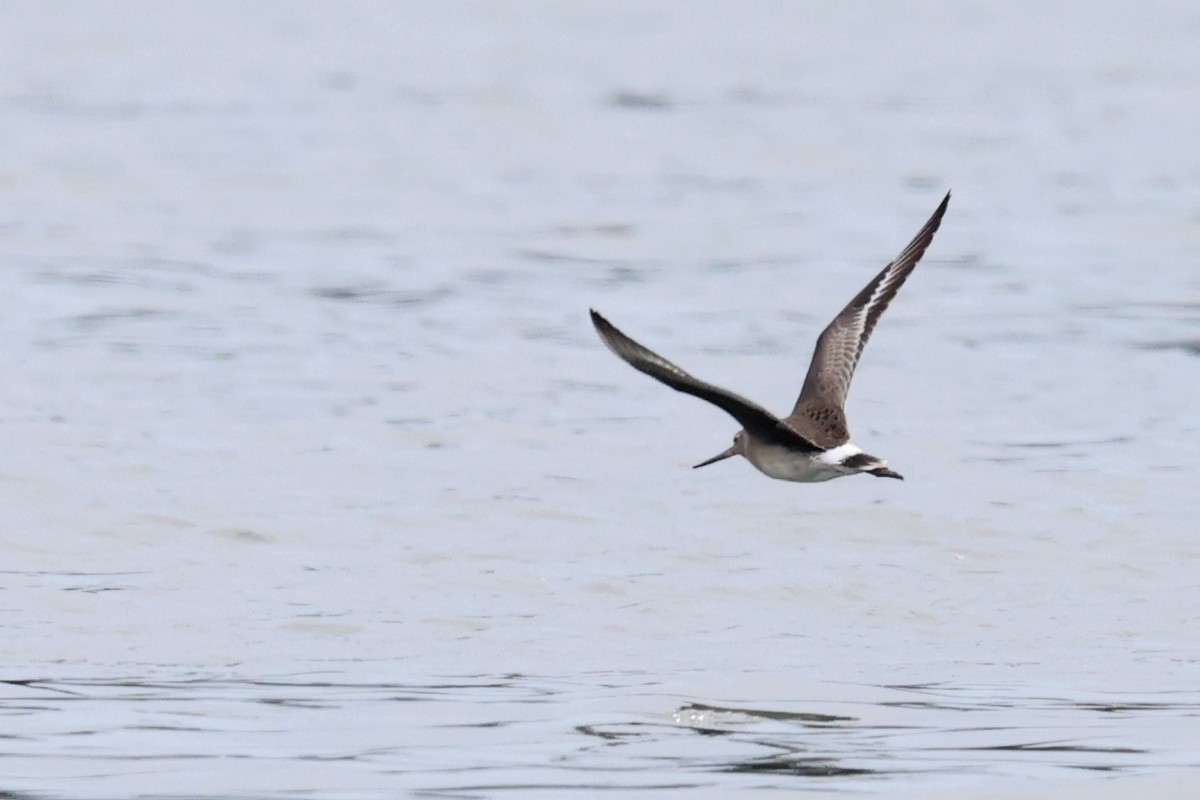Hudsonian Godwit - ML643462453