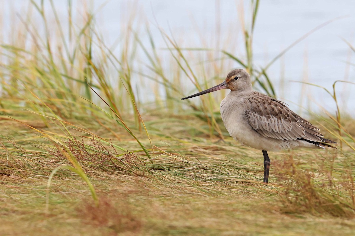 Hudsonian Godwit - ML643462455