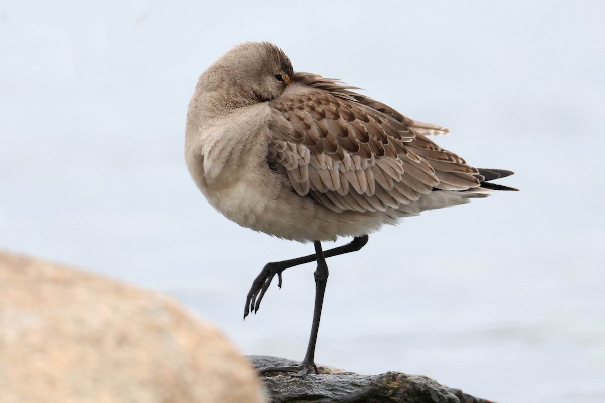 Hudsonian Godwit - ML643462456