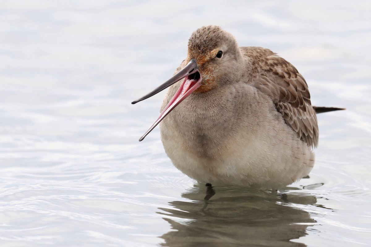 Hudsonian Godwit - ML643462458