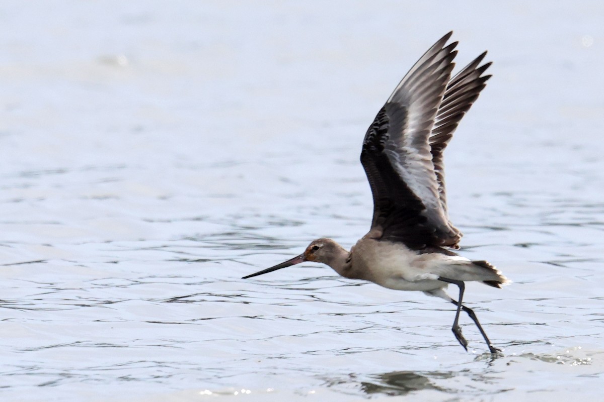 Hudsonian Godwit - ML643462460