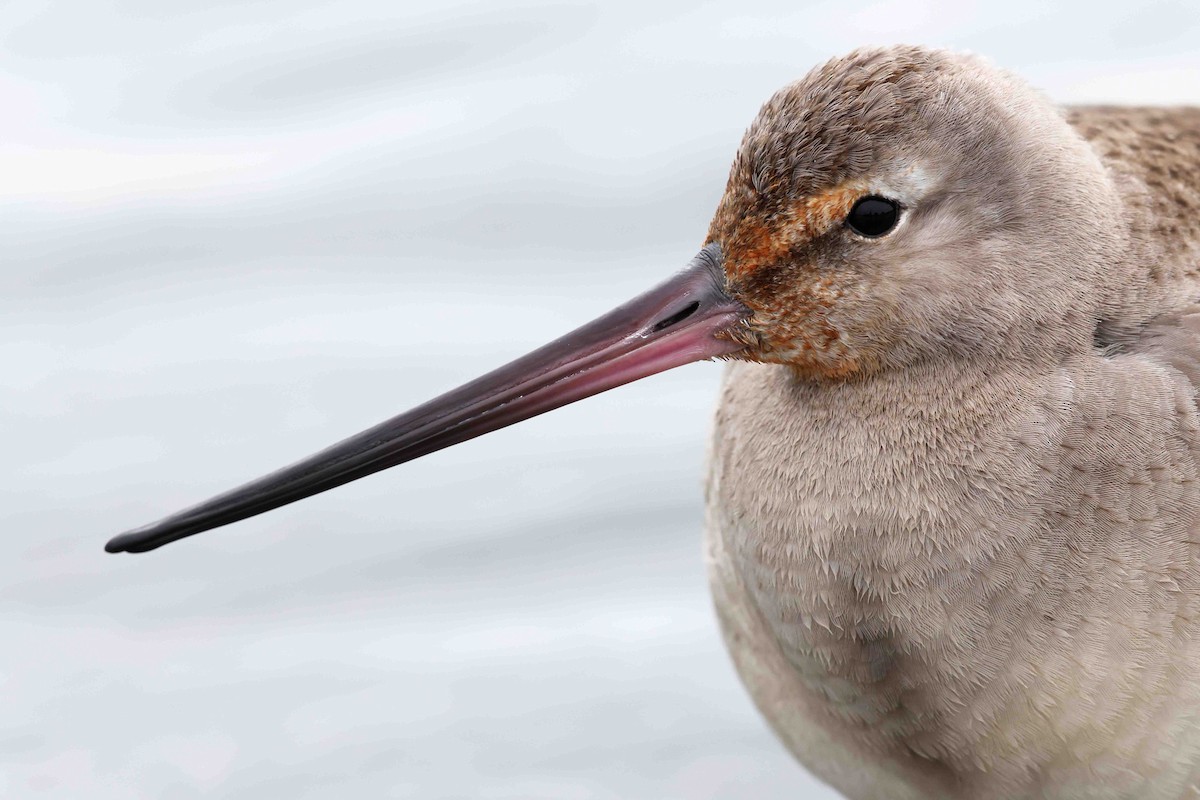 Hudsonian Godwit - ML643462461