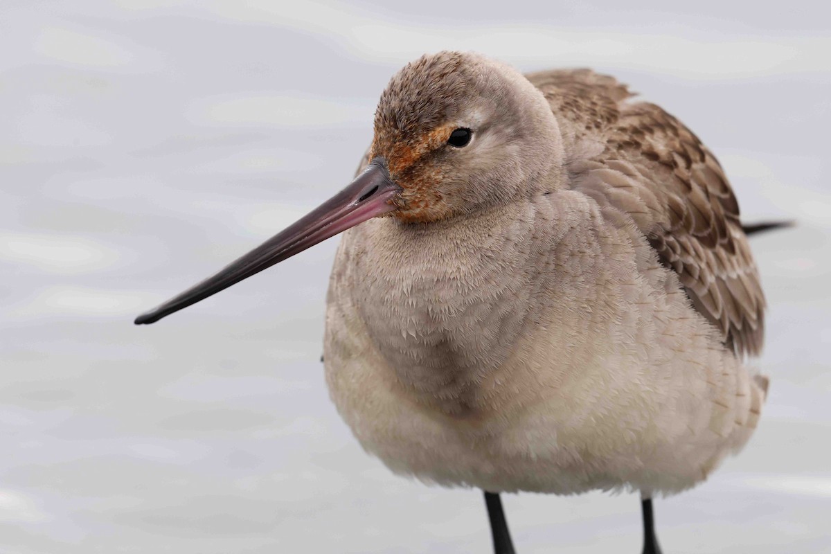 Hudsonian Godwit - ML643462462