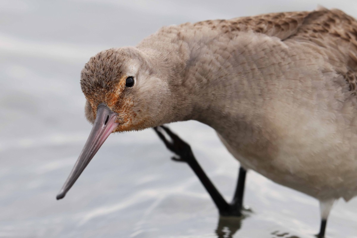 Hudsonian Godwit - ML643462463