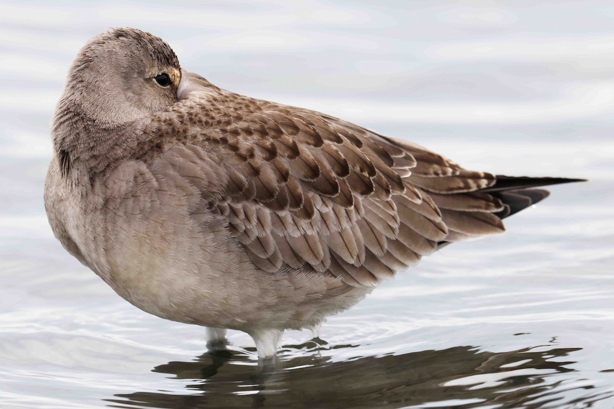 Hudsonian Godwit - ML643462464