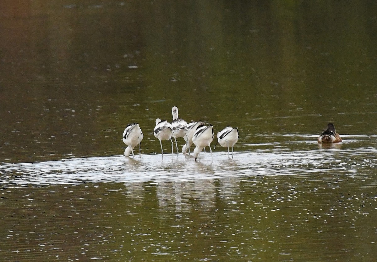 American Avocet - ML643462480
