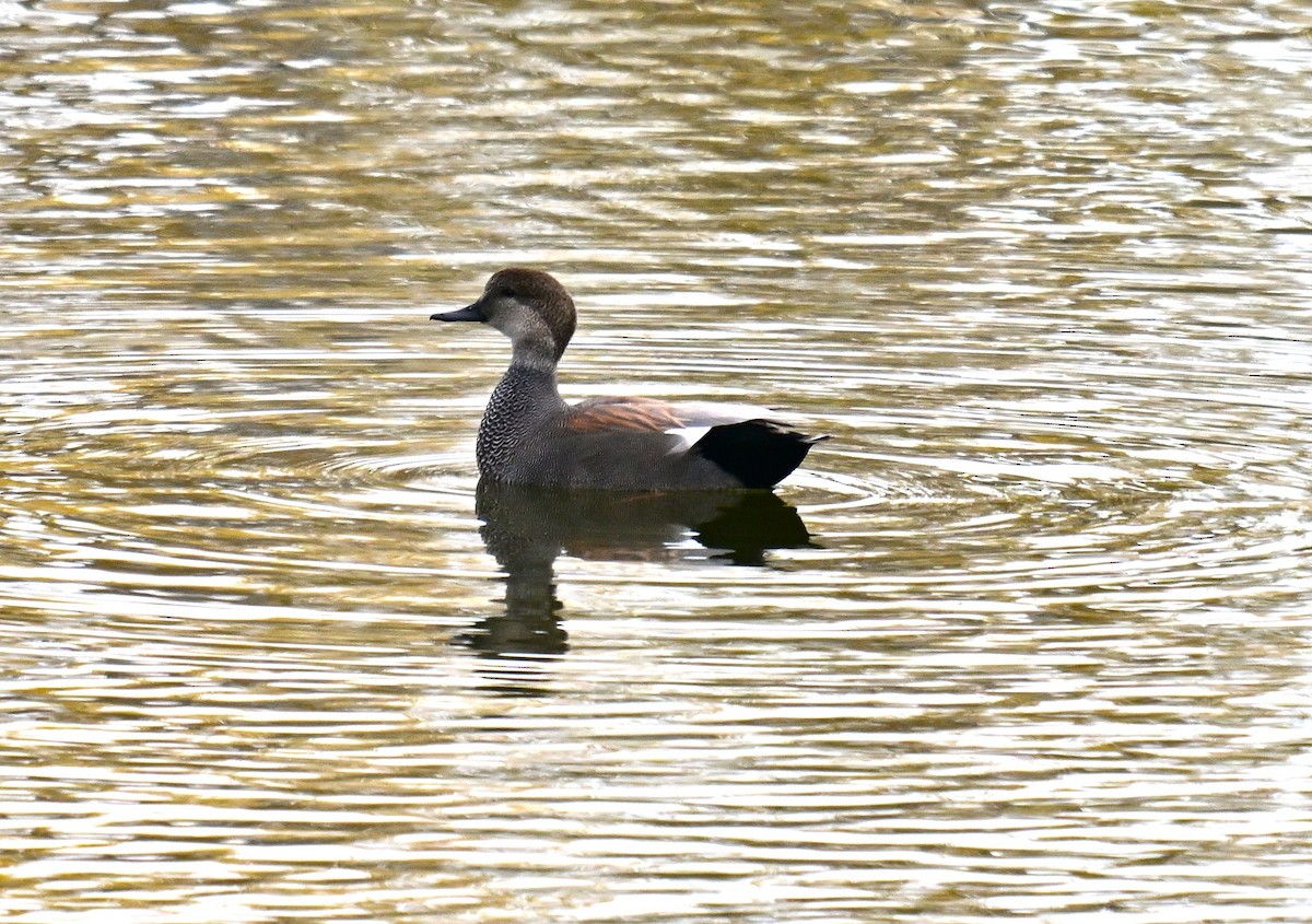 Boz Ördek - ML643462484