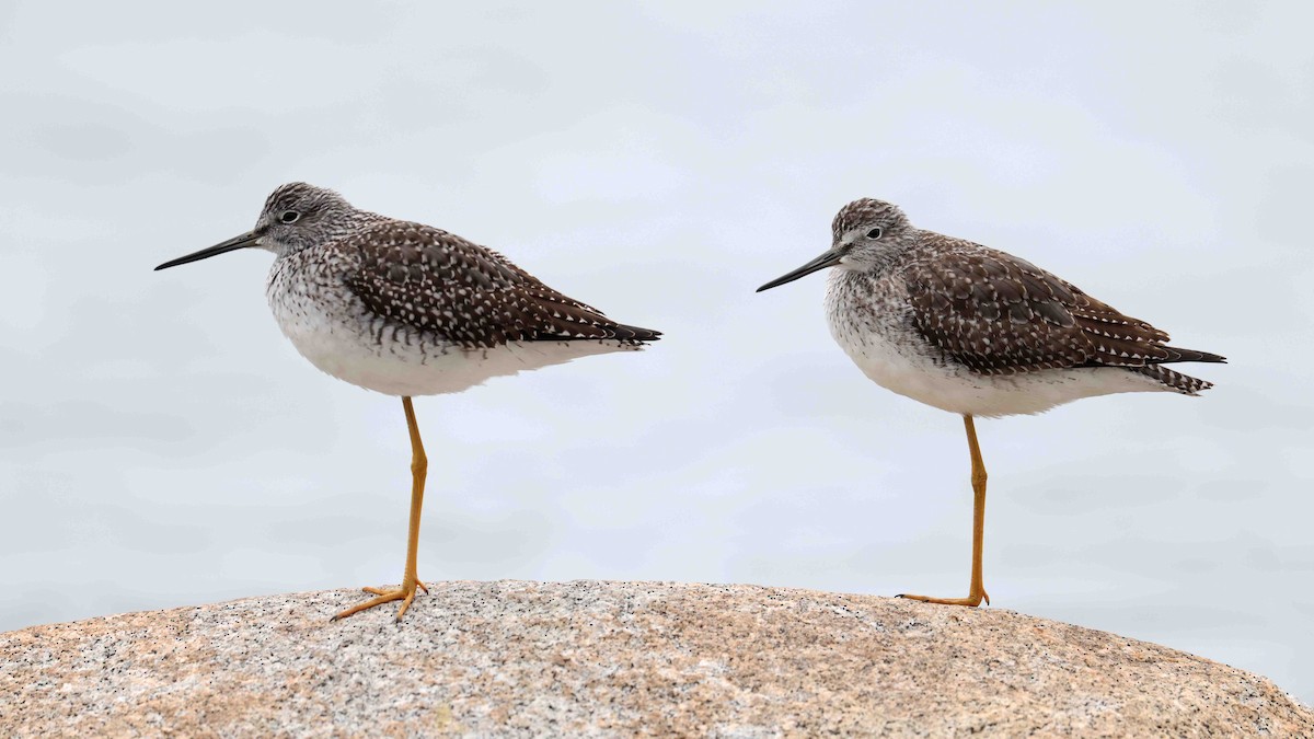 Tüpfelgelbschenkel - ML643462505