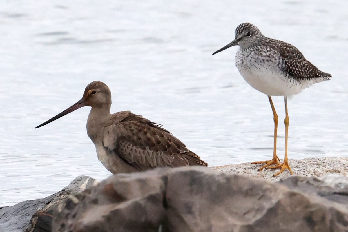 Tüpfelgelbschenkel - ML643462506