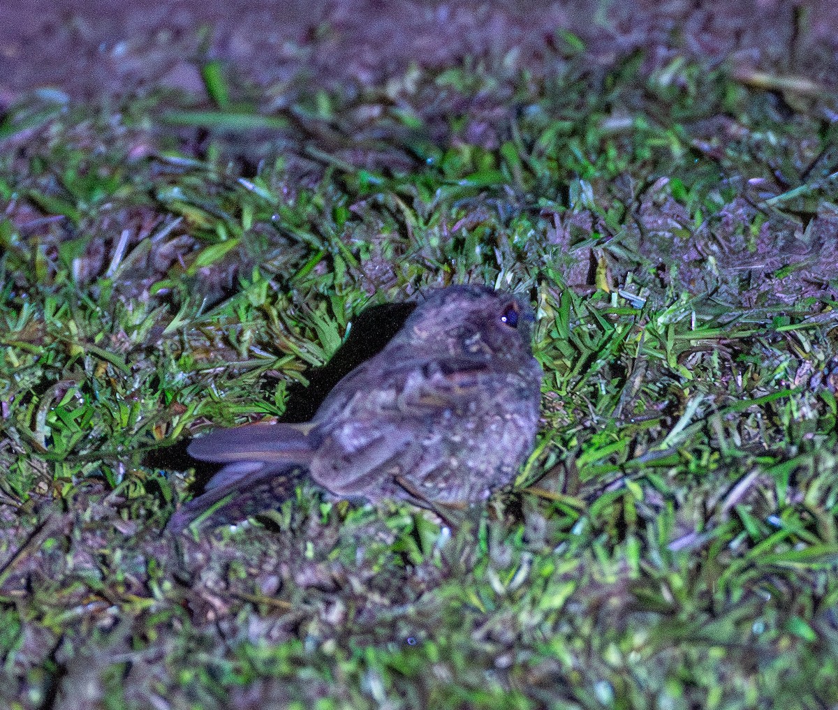 Common Pauraque - ML643462529