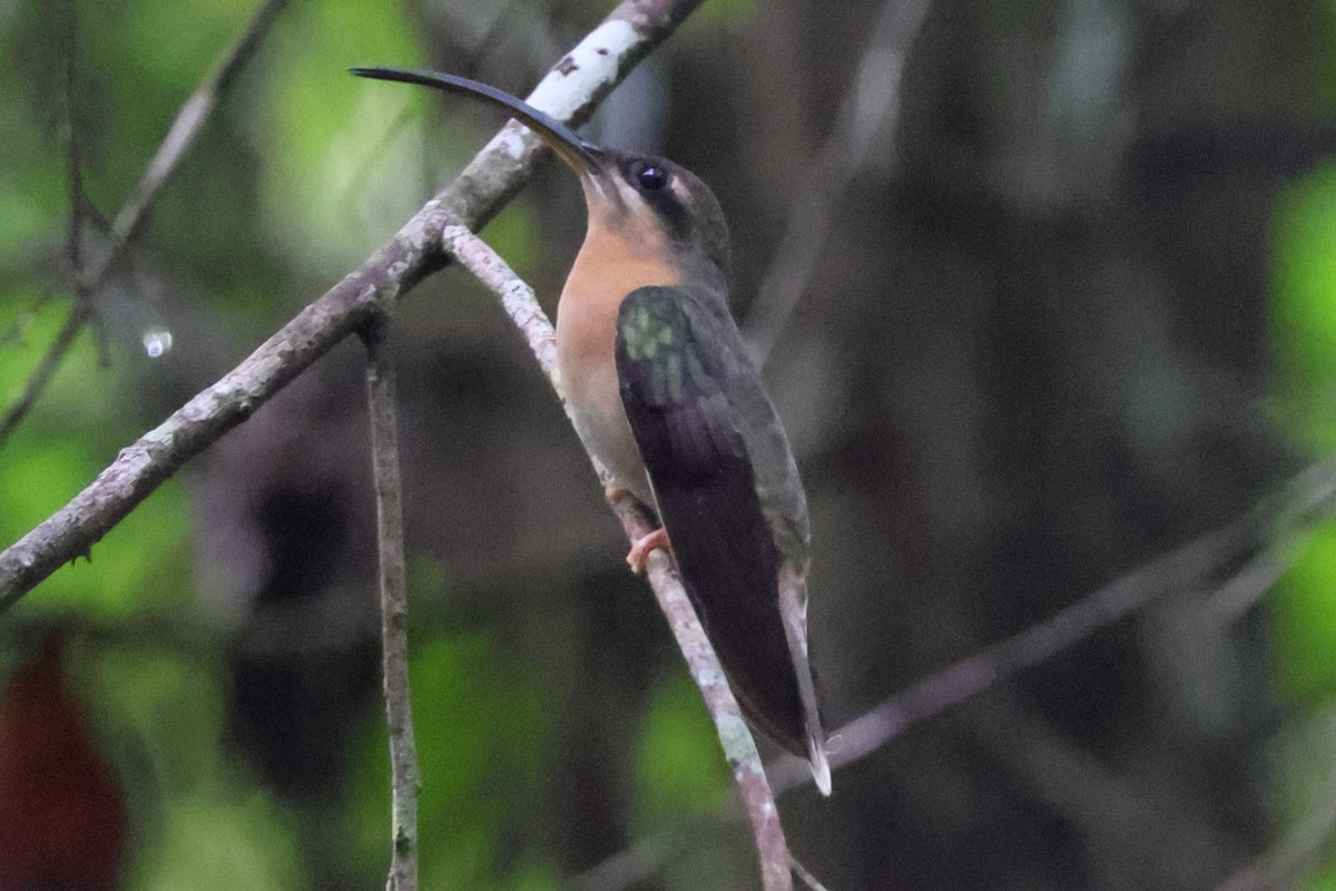 Rufous-breasted Hermit - ML643462534