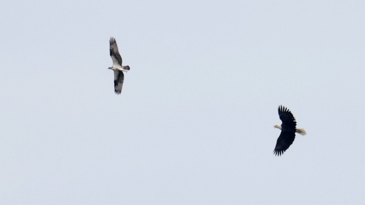 Weißkopf-Seeadler - ML643462536