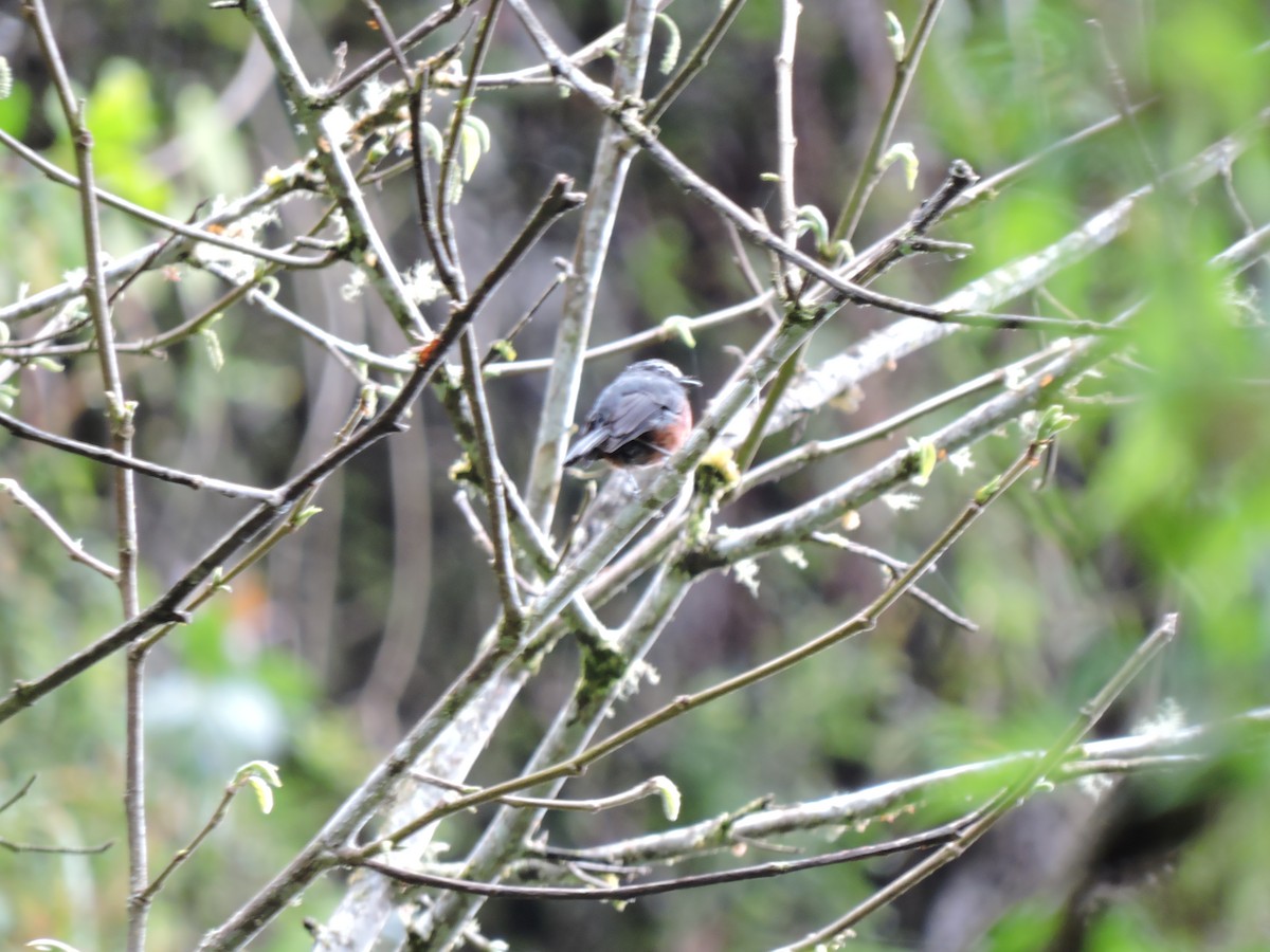 Chestnut-bellied Chat-Tyrant - ML643462538