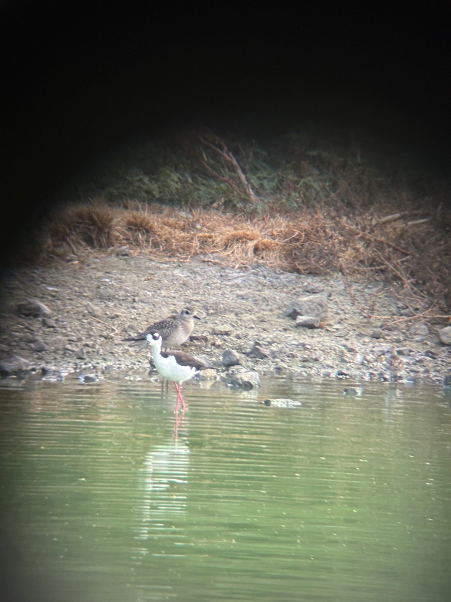American Golden-Plover - ML643462548