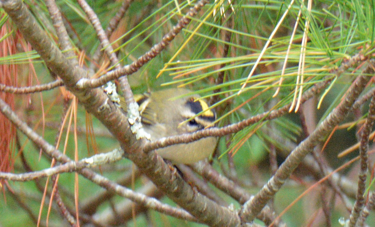 Golden-crowned Kinglet - ML643462563