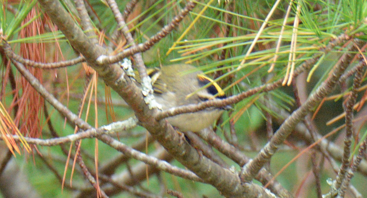 Golden-crowned Kinglet - ML643462564
