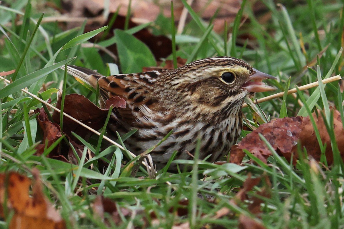 Grasammer - ML643462586