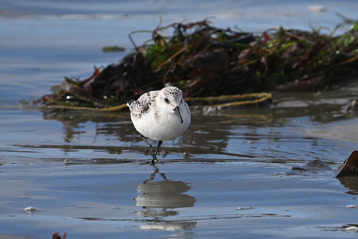 Sanderling - ML643462587