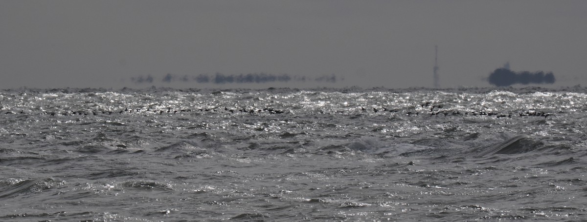 Macreuse à front blanc ou M. à bec jaune - ML643462593