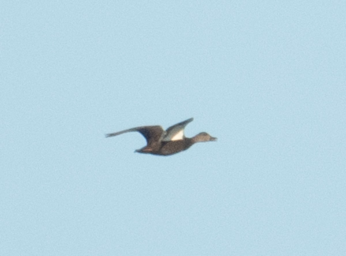American Black Duck - ML643462599