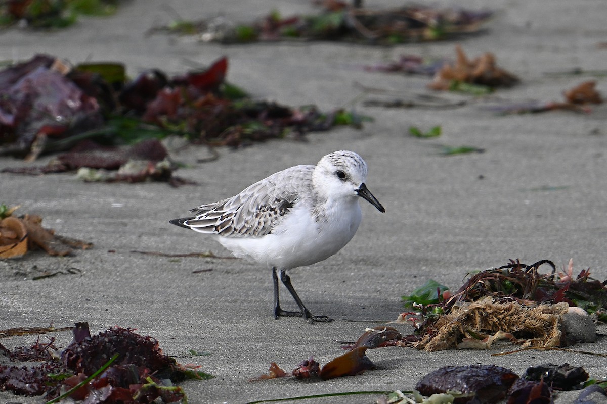 Sanderling - ML643462600