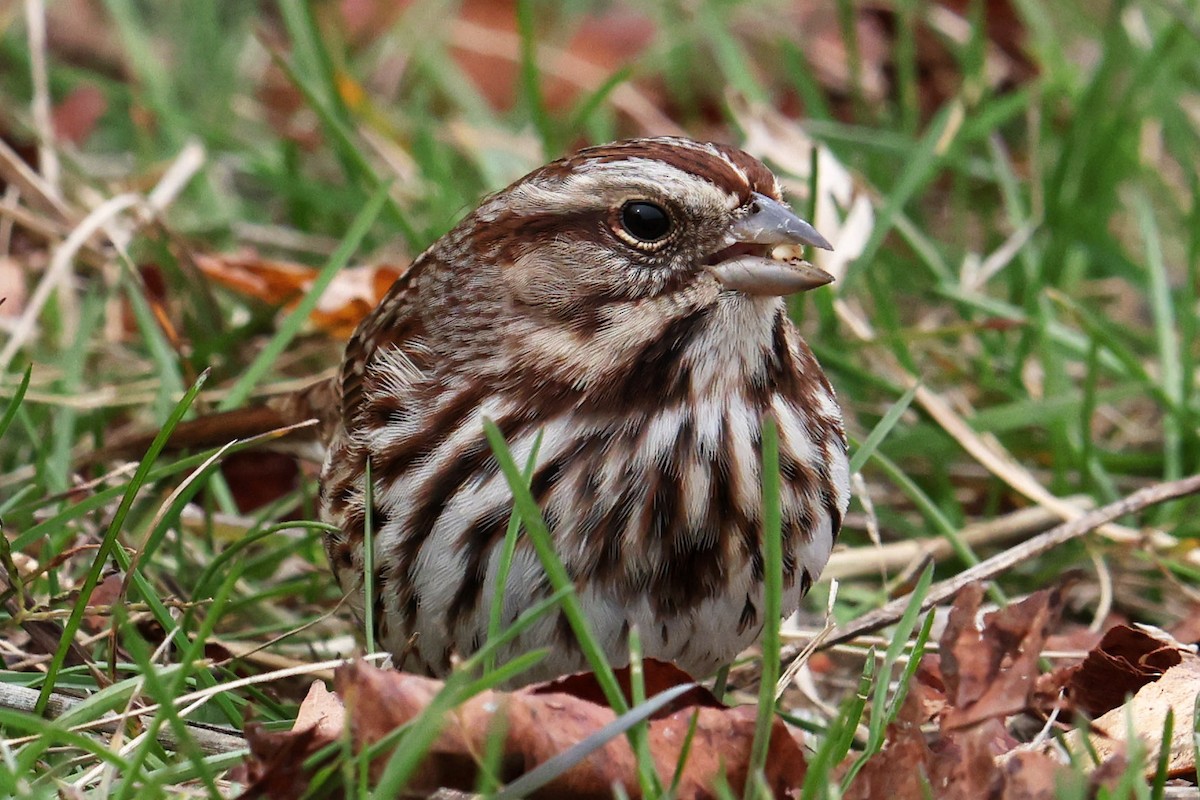 Singammer - ML643462605