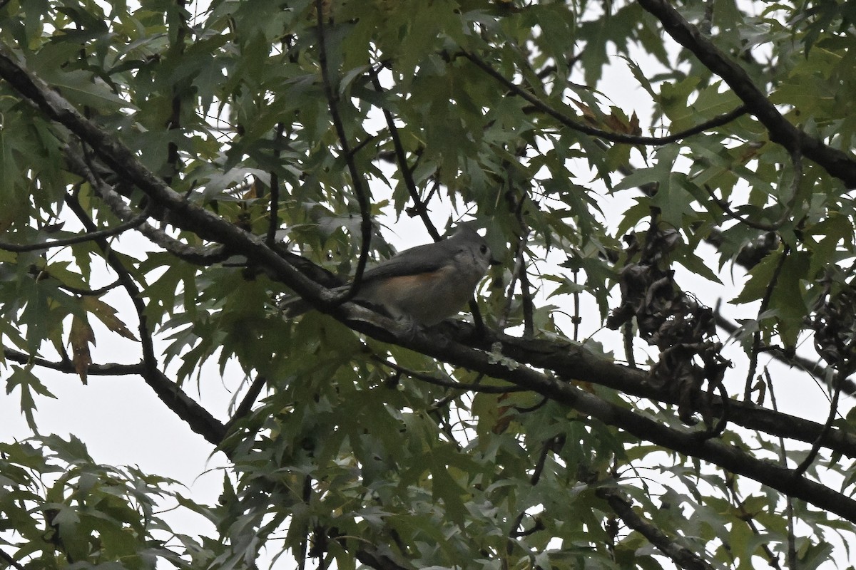 Herrerillo Bicolor - ML643462610