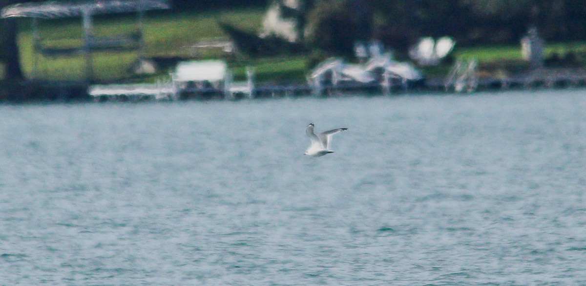 Franklin's Gull - ML643462612
