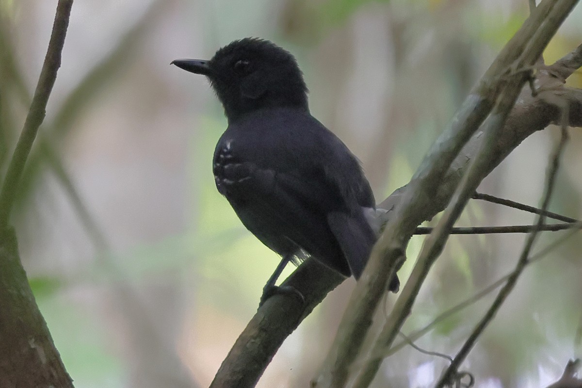 Plumbeous Antvireo - ML643462613