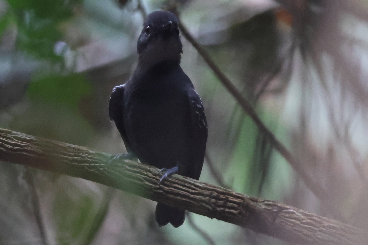 Plumbeous Antvireo - ML643462614