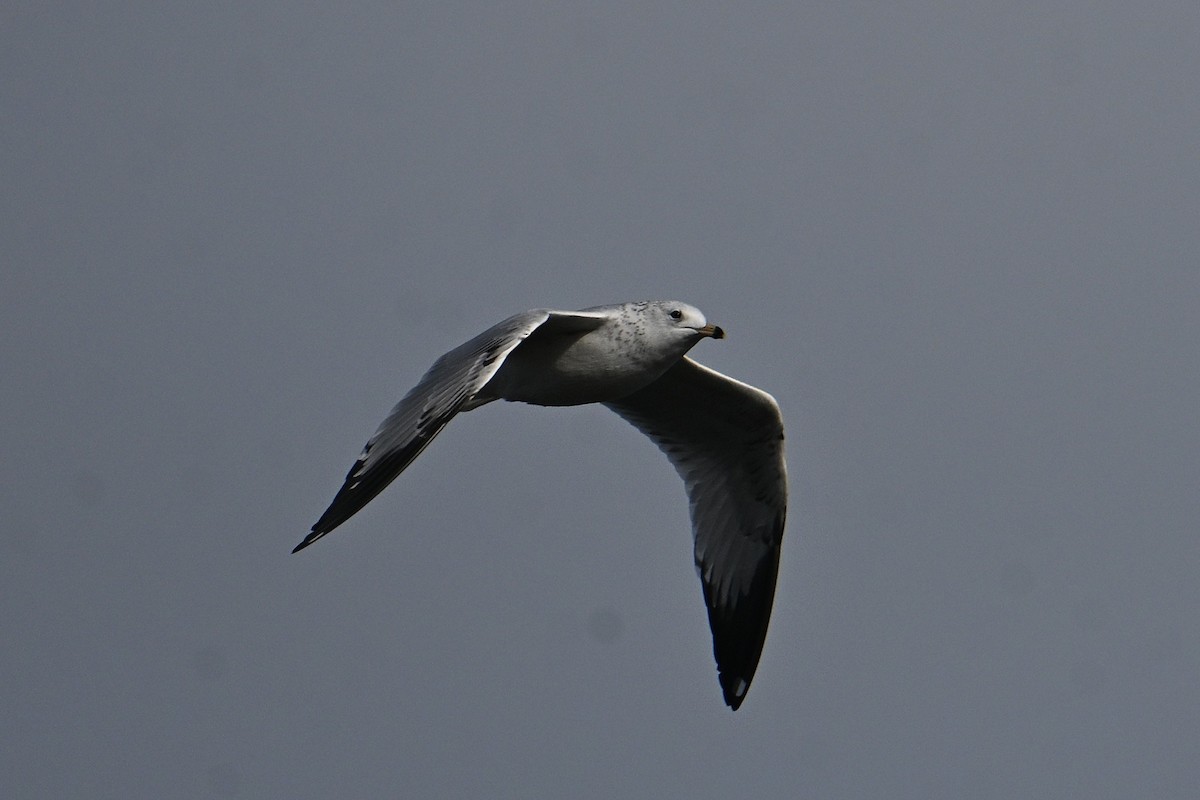 Ring-billed Gull - ML643462625