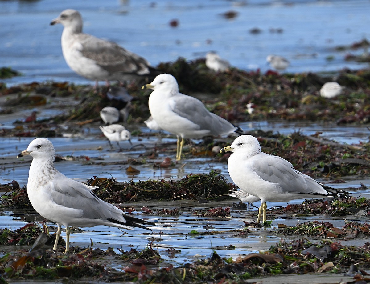 Ring-billed Gull - ML643462635