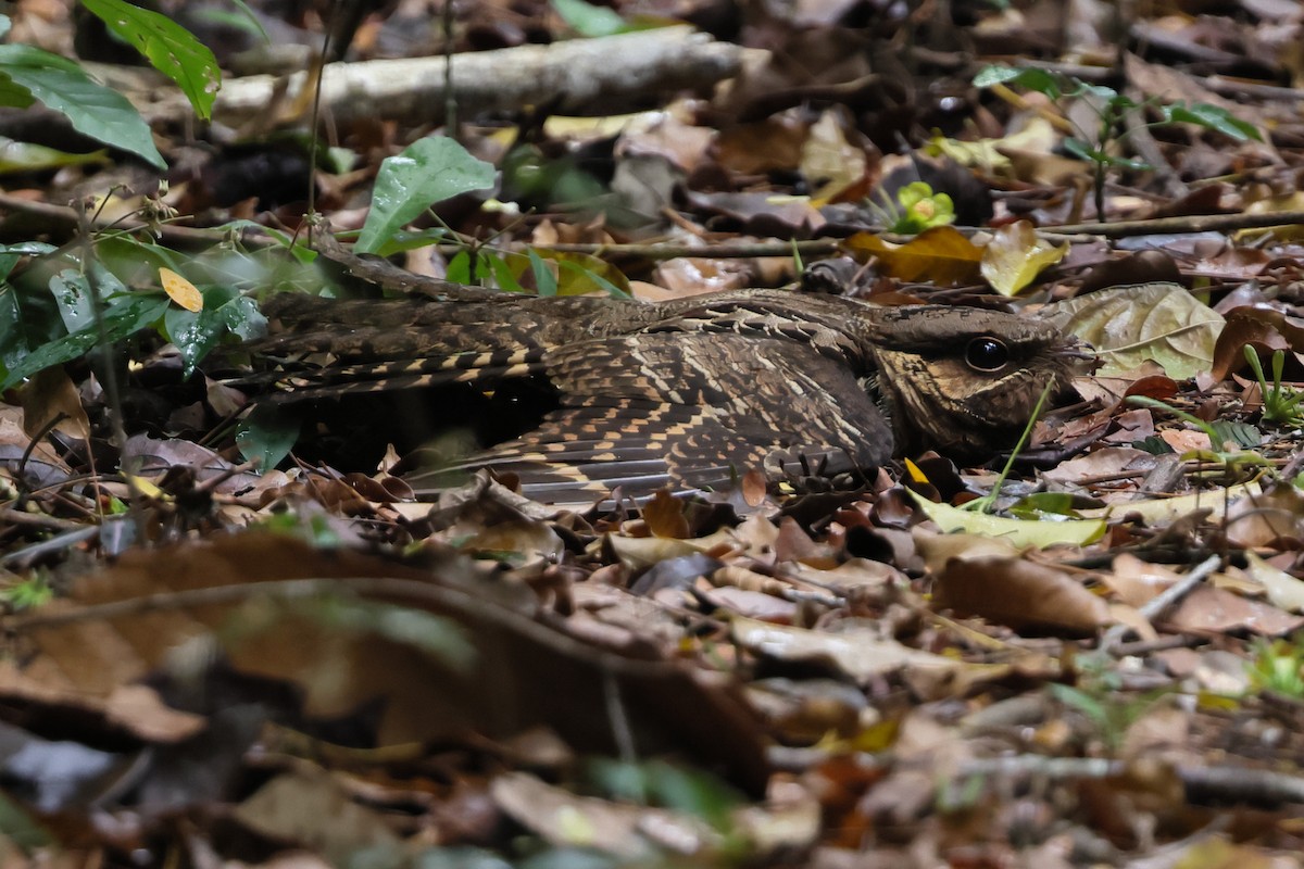 Common Pauraque - ML643462636