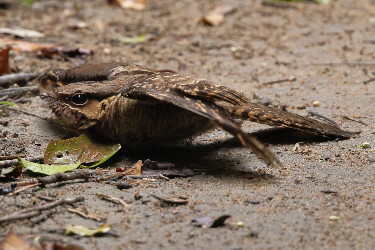 Common Pauraque - ML643462637