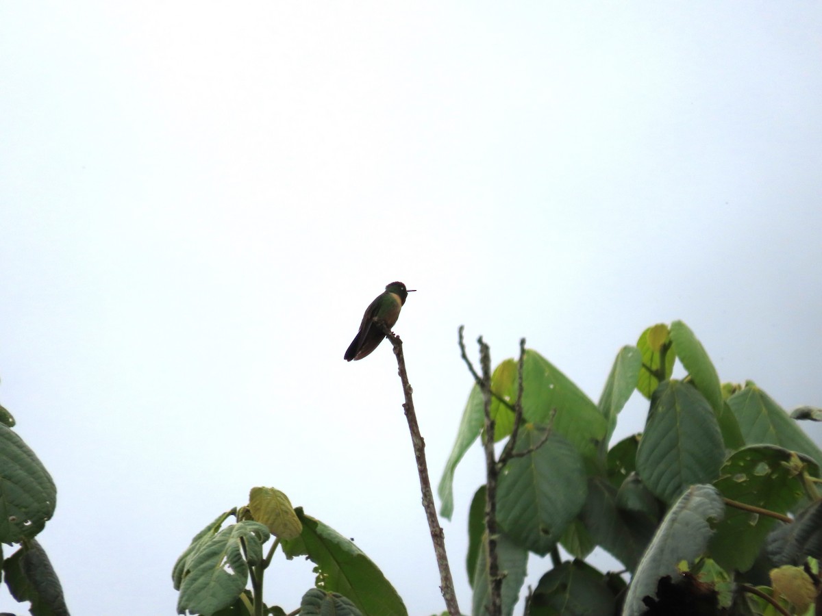 Amethyst-throated Sunangel - ML643462643