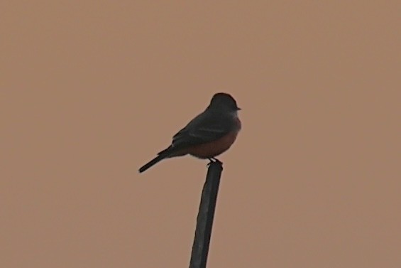 Vermilion Flycatcher - ML643462645