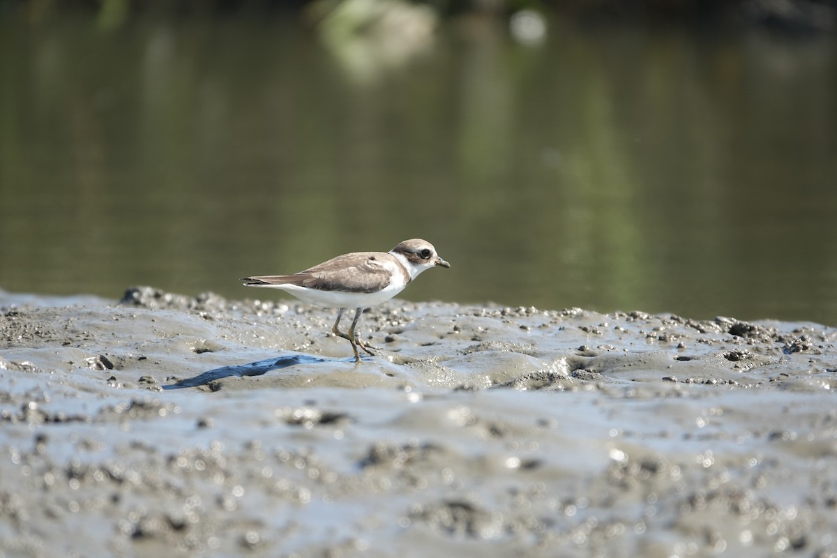 Semipalmated Plover - ML643462652