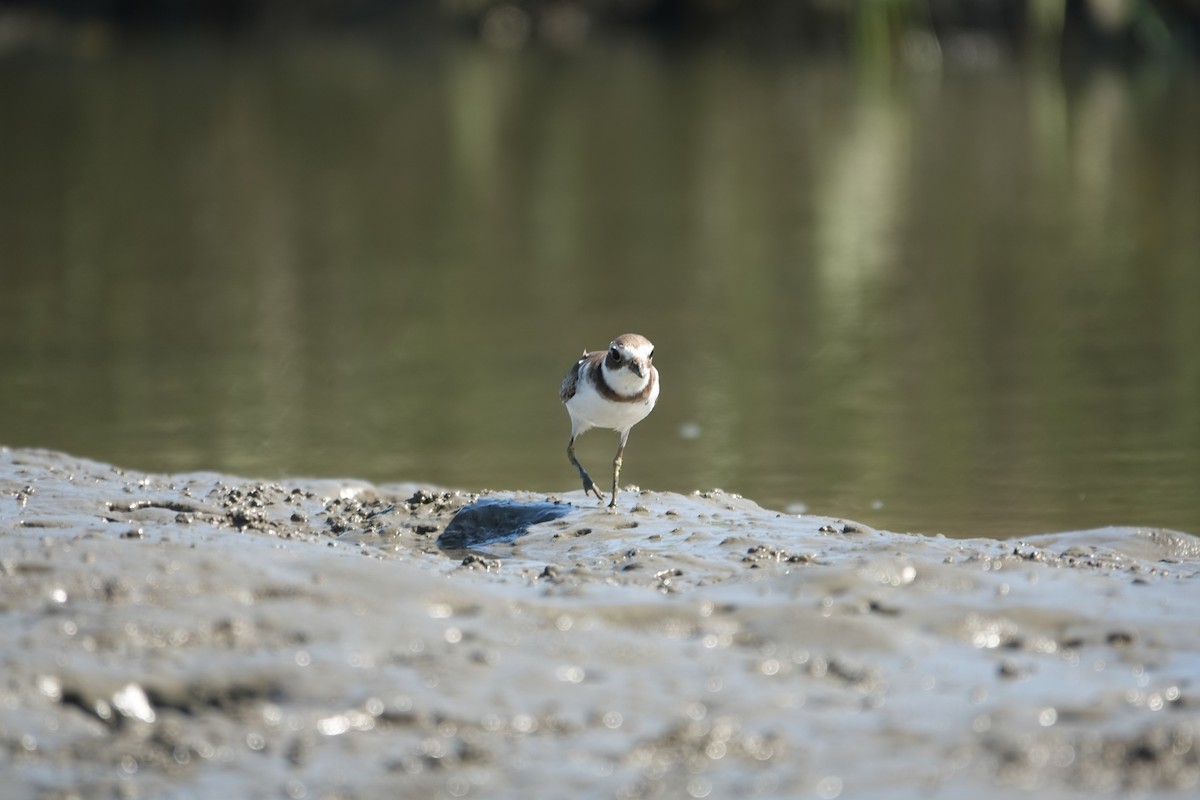 Semipalmated Plover - ML643462653