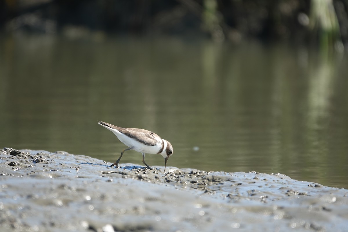 Semipalmated Plover - ML643462654