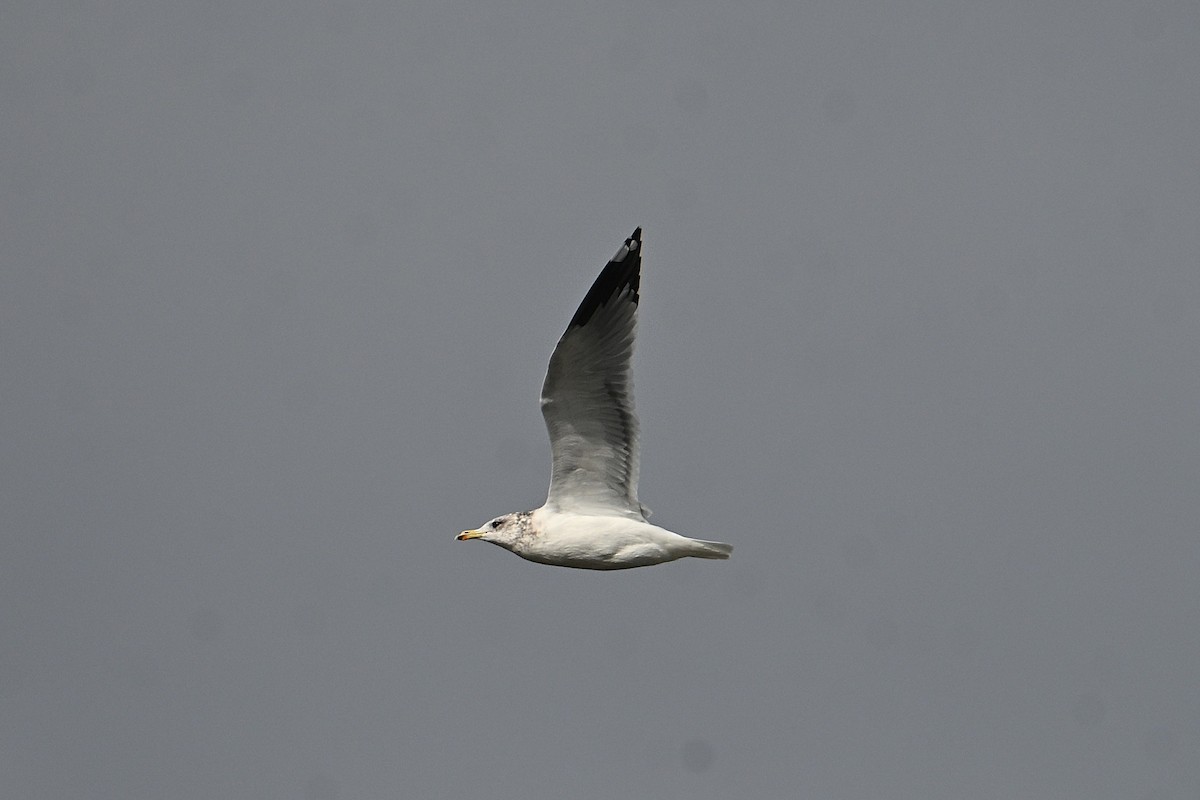 California Gull - ML643462655