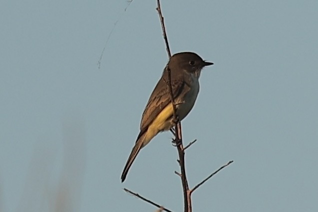 Eastern Phoebe - ML643462660