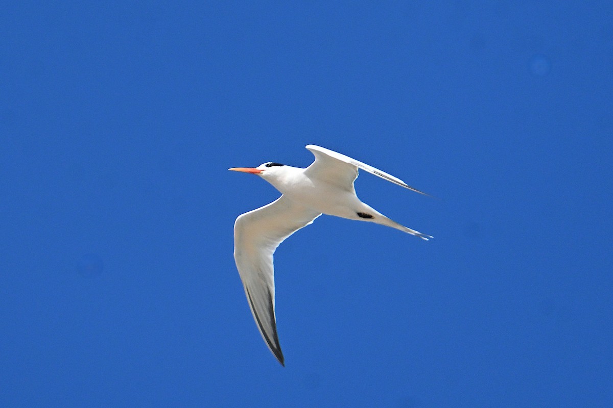 Elegant Tern - ML643462664