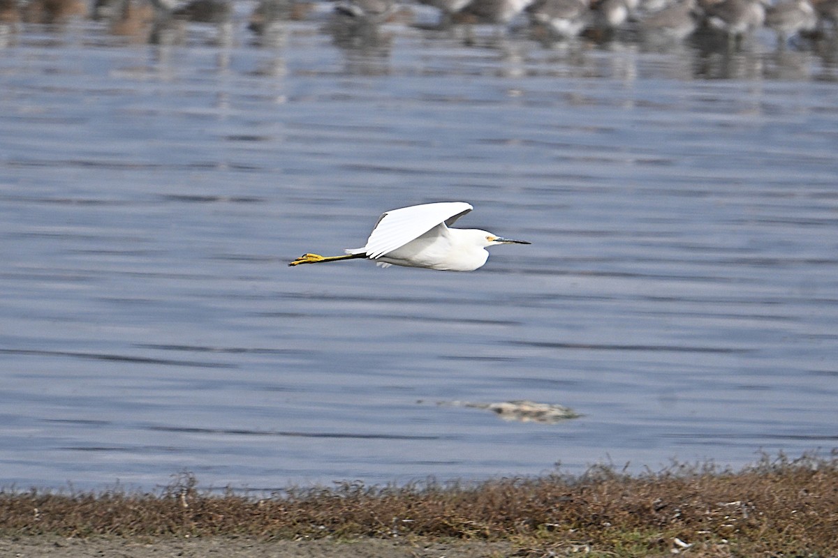 Snowy Egret - ML643462679