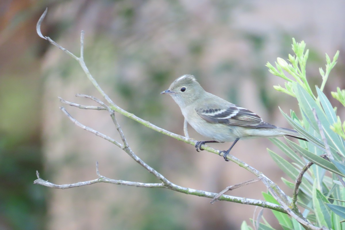 White-crested Elaenia - ML643462680