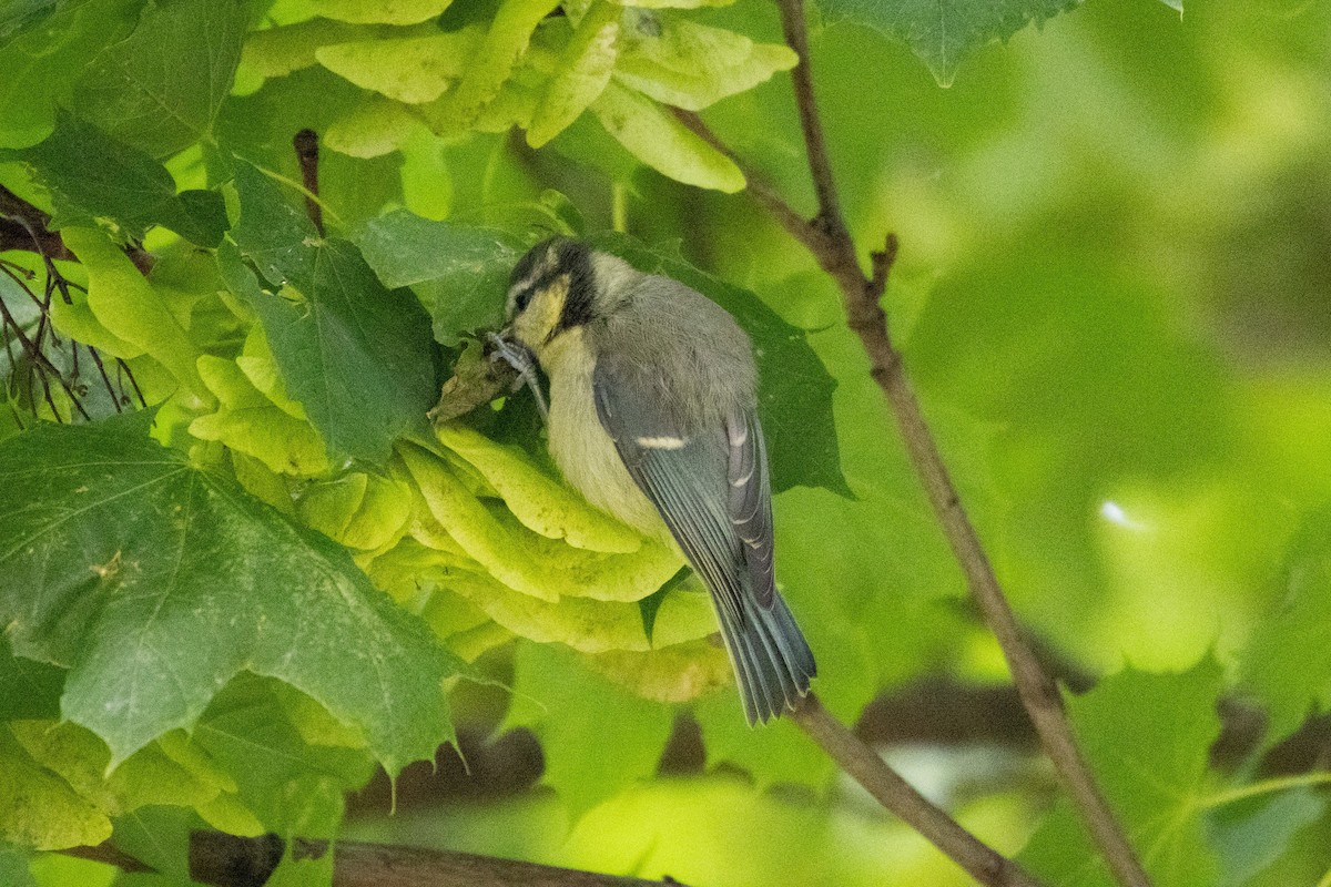 Eurasian Blue Tit - ML643462681
