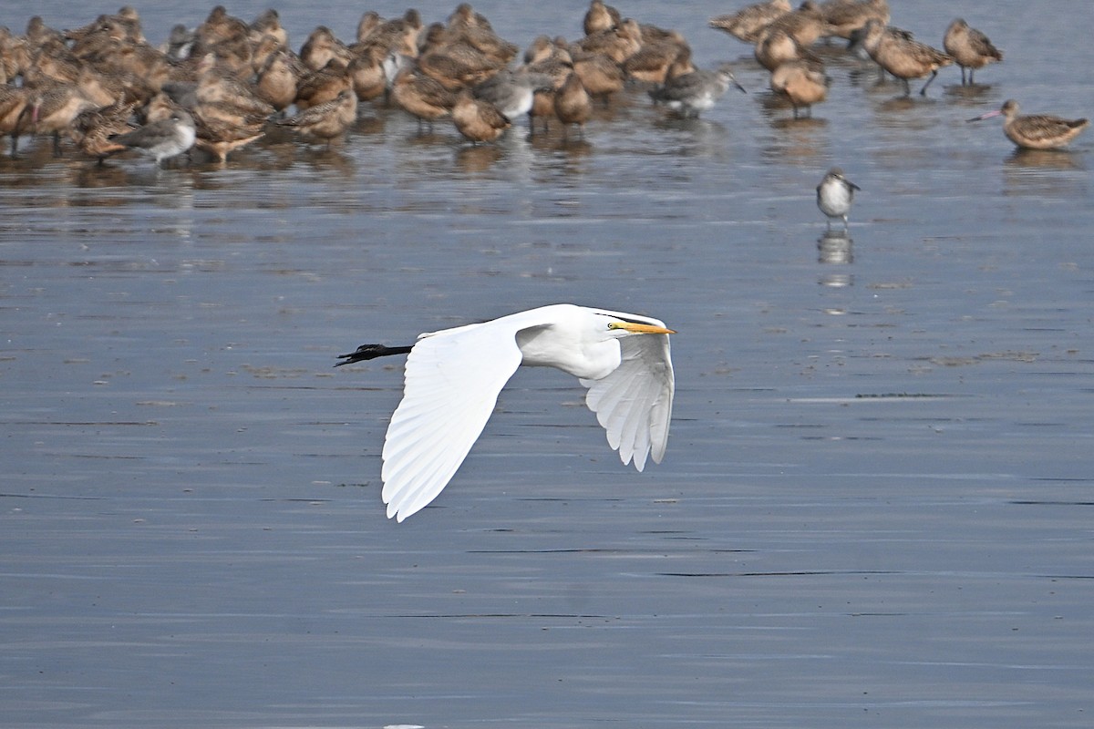 Great Egret - ML643462682