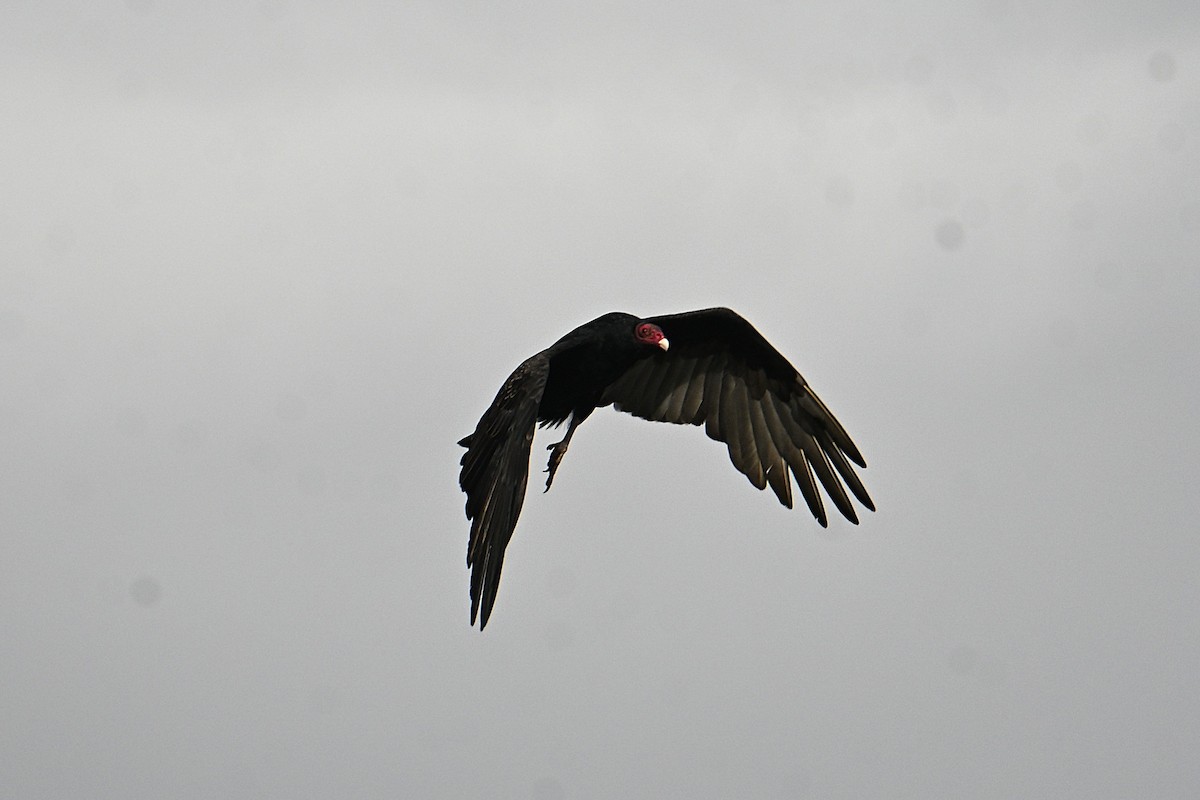 Turkey Vulture - ML643462690